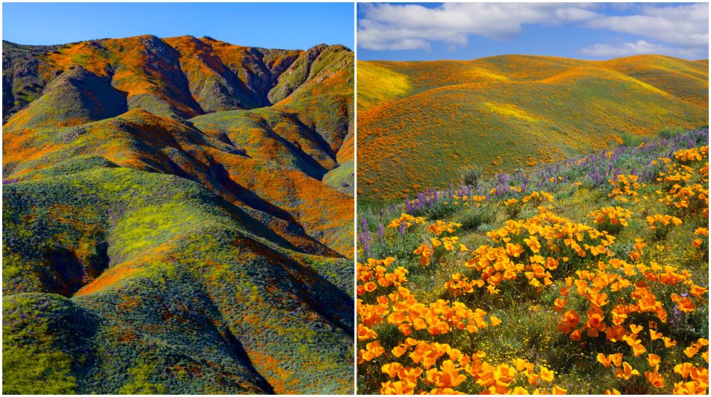 Wildflowers in a superbloom on a California hillside